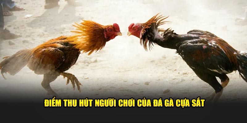 Điểm thu hút người chơi của đá gà cựa sắt Điểm thu hút người chơi của đá gà cựa sắt