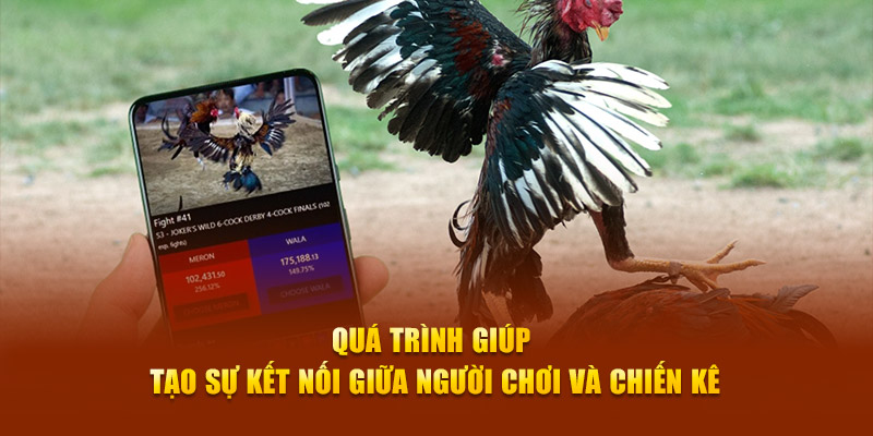 Quá trình giúp tạo sự kết nối giữa người chơi và chiến kê Quá trình giúp tạo sự kết nối giữa người chơi và chiến kê